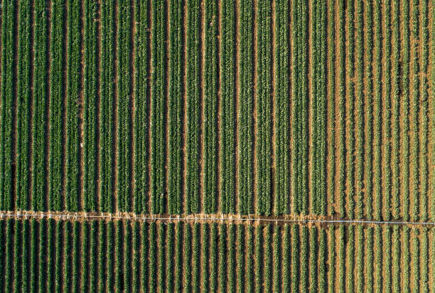 istock Cabbage plants in rows in a farm field, aerial view from drone. 1247993040
