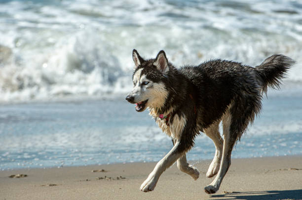 Black and white dog running on ocean beach, with waves in background.