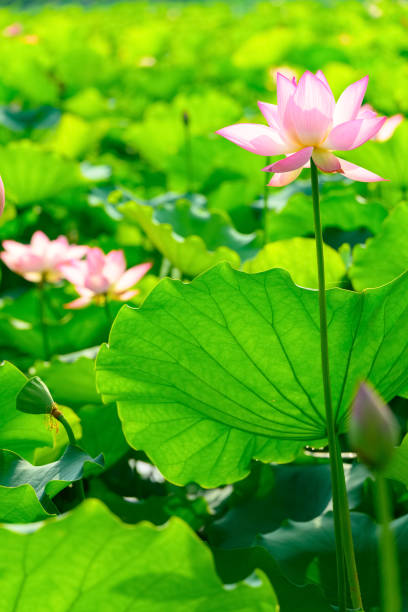 istock lotus flower in a pond vertical composition 1248003920