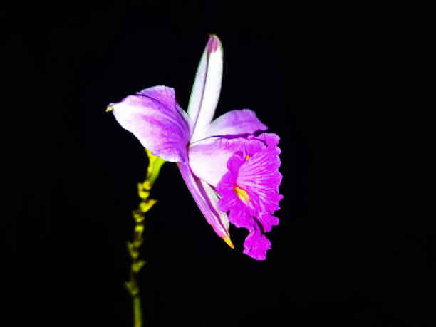 istock Beautiful Arundina Orchid 1248005563