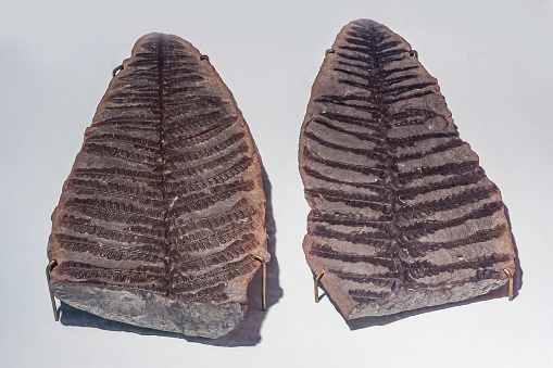 Fossil fern foliage of Asterotheca arborescens. 300 Myo; Asterotheca arborescens; Carboniferous period; Fossil fern; Illinois; Pennsylvanian period; black; brown; color image; extinct; foliage; fossil; fossiliferous rock; geologic specimen; horizontal; no people; palaeontology; photograph; photography