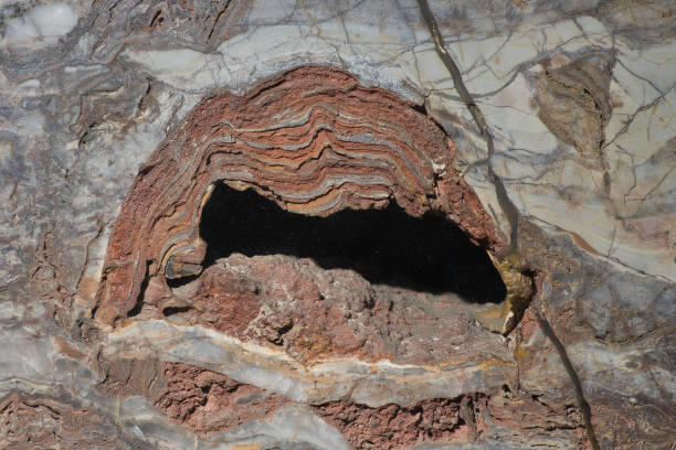 istock Stromatolites  are layered accretionary structures formed in shallow water by the trapping, binding and cementation of sedimentary grains by biofilms of microorganisms, especially cyanobacteria. 1248005687