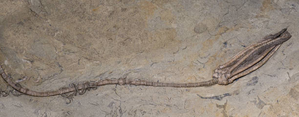 istock Crinoid Fossil, Macrocrinus mundulus 1248005707