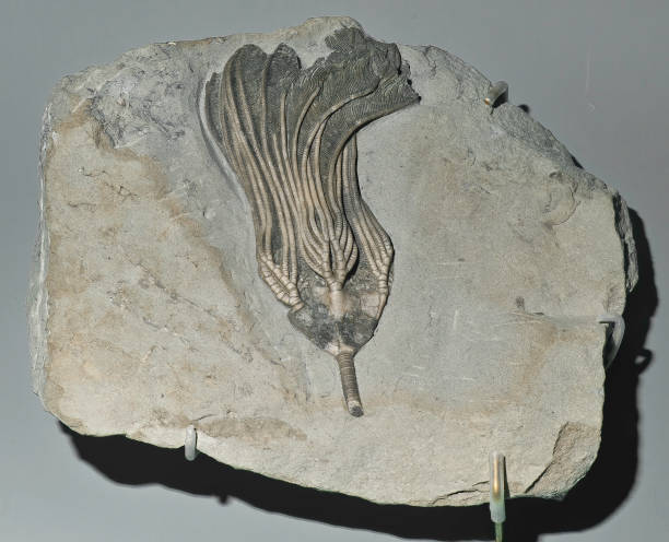 istock Crinoid Fossil, Platycrinites symmetricus 1248005714