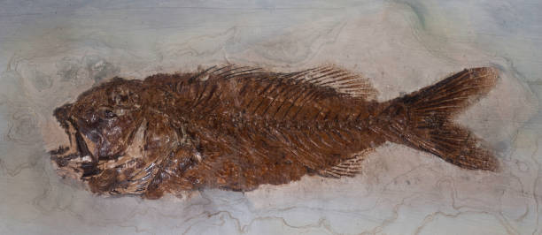 istock Early snook fossil, Eolates gracilis, 1248005724