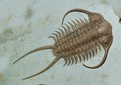 Trilobite, Cheirurus ingricus, Russia. Arthropoda; Cheiruridae; Cheirurus ingricus; Ordovician; Paleozoic era; Phacopida; Russia; Trilobita; black; brown; cephalon; color image; exoskeleton; extinct; fossil; fossiliferous rock; geologic specimen; glabella; horizontal; middle Ordovician period; palaeontology; photograph; photography; pygidium; trilobite