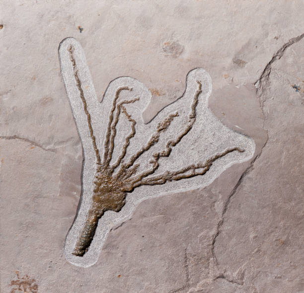 istock Gogia spiralis fossil, a Eocrinoid blastozoan 1248005751