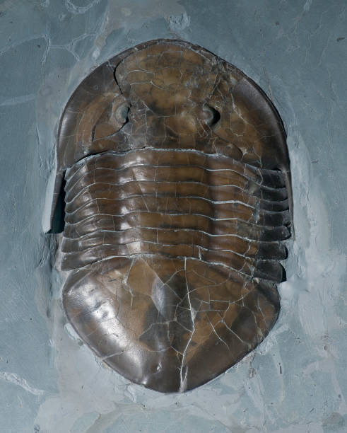 istock Trilobite, Isotelus gigas, Ohio 1248005755