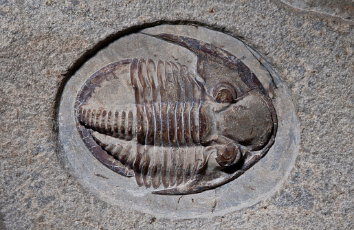 Fossil trilobite, Pseudophillipsia artiensis, Russia. Arthropoda; Ditomopyginae; Krasnoufimsk; Paleozoic era; Permian; Phillipsiidae; Proetoidea; Pseudophillipsia artiensis; Russia; Trilobita; Trilobite fossil; black; brown; cephalon; color image; eaarly Permian Period; exoskeleton; extinct; fossil; fossiliferous rock; geologic specimen; glabella; horizontal; palaeontology; photograph; photography; pygidium; trilobite; whole animal