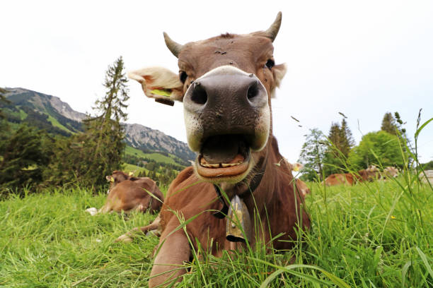 lustiges foto einer kuh mit hörnern und glocke mit offenem mund in den bergen - alm bavaria mountain summer stock-fotos und bilder