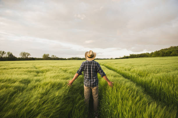 Rear view of young farmer standing in the middle of the wheat field Rear view of a young man farmer with farmers hat standing in the middle of his wheat field and inspect the crops at sunset oat crop stock pictures, royalty-free photos & images