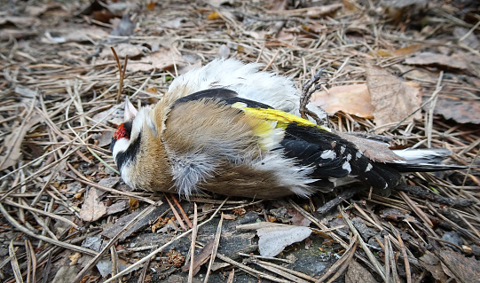 A deceased goldfinch bird (Carduelis carduelis) lies on a forest floor. Concept of bird epidemic and danger of infection.
