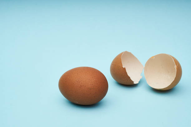 istock Chicken eggs whole and parts. Half an egg, egg yolk, shell. 1248010087