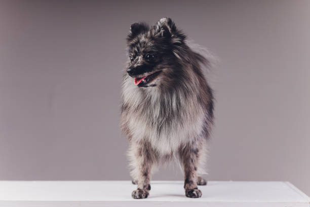 istock Portrait of a young wolf spitz shot in studio on a dark grey background. 1248011921