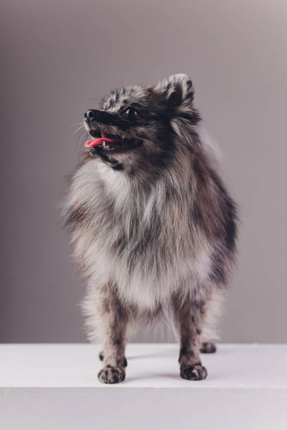 istock Portrait of a young wolf spitz shot in studio on a dark grey background. 1248011923