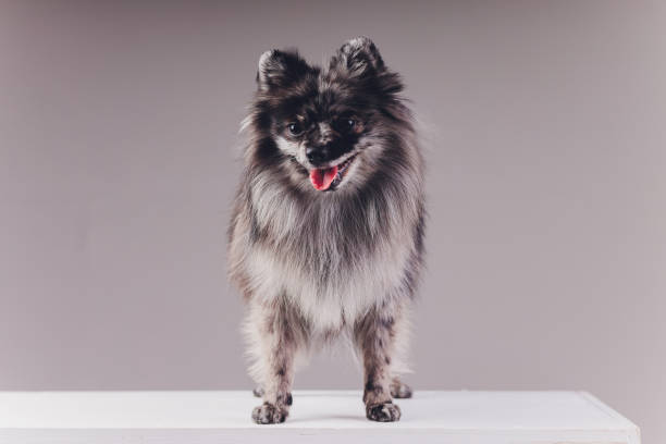 istock Portrait of a young wolf spitz shot in studio on a dark grey background. 1248011924