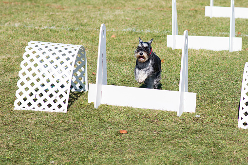 Cute Schnauzer breed dog jumping over a hurdle during an outdoor obstacle course in flyball.