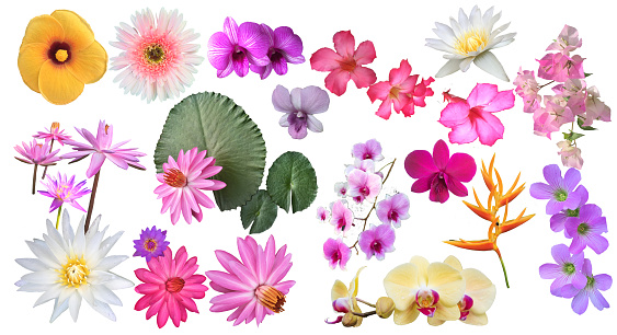 Collection of various tropical flowers for design. Big Set with beautiful tropical flowers on white background.