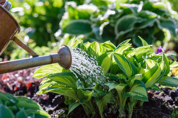 watering plants on flowerbed in summer garden watering plants on flowerbed in summer garden hosta photos stock pictures, royalty-free photos & images