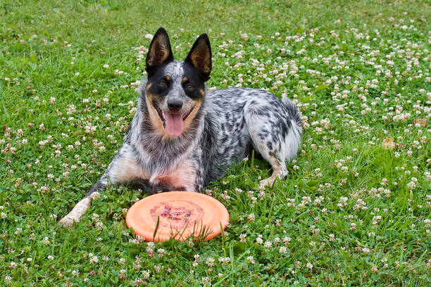 an australian cattle dog is  relaxing in the park with his frisbee
