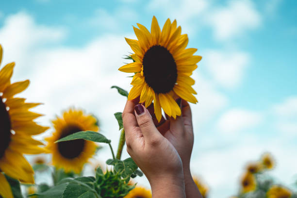 istock Hands reaching towards a sunflower 1248050894