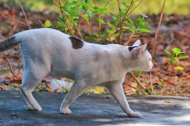 istock A Thai female cat is walking 1248055468