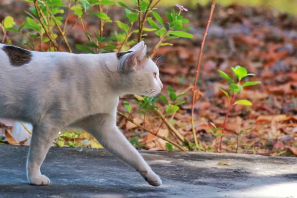 istock A Thai female cat is walking 1248055469