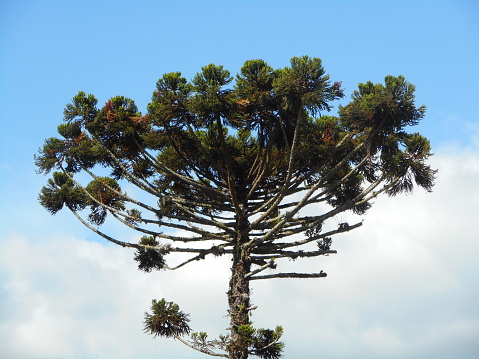 pine araucaria tree