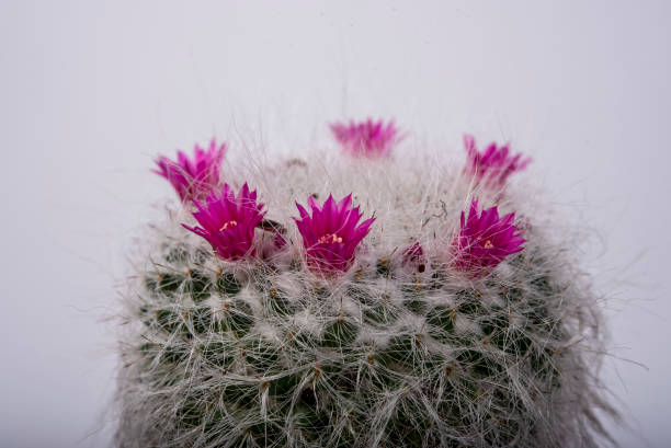 istock Purple flowering cactus close up. 1248064940
