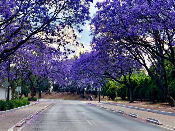 istock Beautiful Purple jacaranda Trees on city road 1248065032