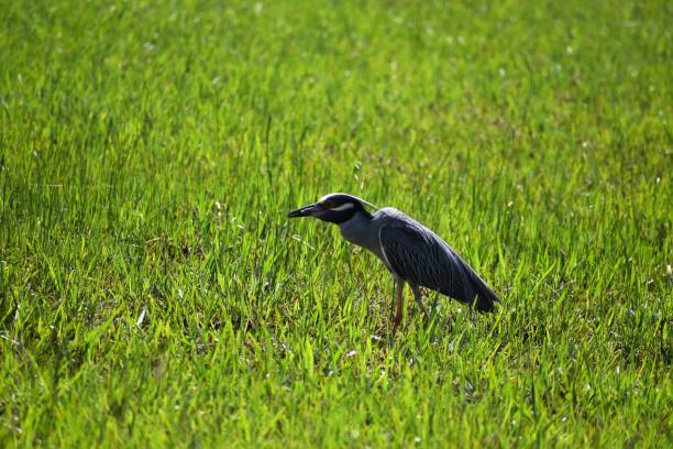 istock Stork searching for food. 1248065040