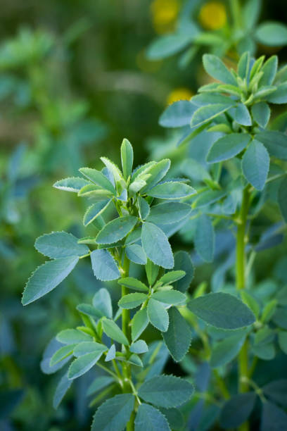 raccolto di erba medica - alfalfa foto e immagini stock