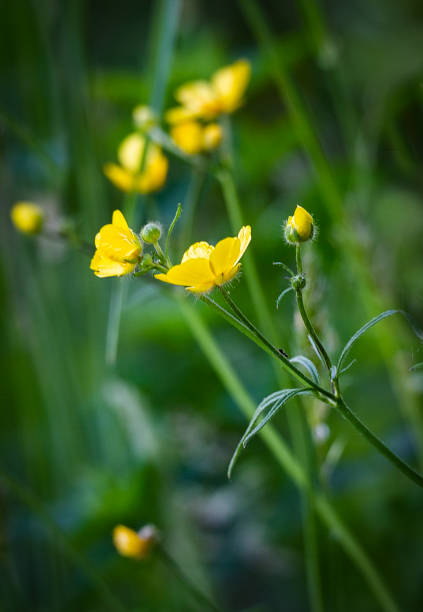 Wildflower - Buttercup a flowering herbaceous perennial plant