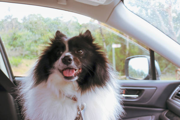 istock happy dog riding in car 1248069882