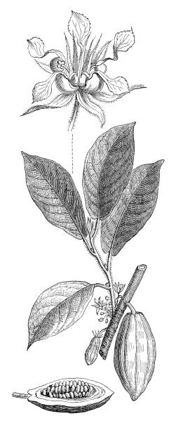Cocoa bean and Cacao fruit illustration 1897 Theobroma cacao, also called the cacao tree and the cocoa tree, is a small evergreen tree in the family Malvaceae, native to the deep tropical regions of Mesoamerica.
Original edition from my own archives
Source : "Meyers Konversations-Lexikon" Band 7 1897 theobroma cacao flower stock illustrations