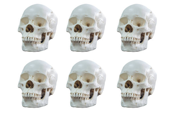 istock Skull of dark White background. 1248071473