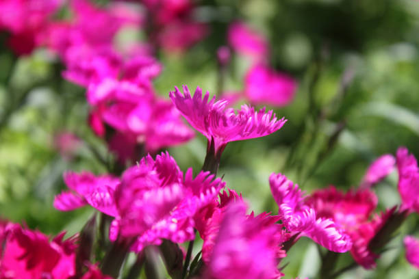 istock pink flowers inflorescence green cloves background 1248073207