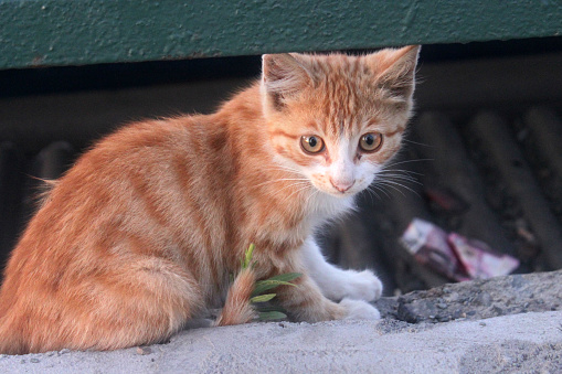 Red kitten homeless hungry animal protection