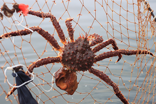 Catching crab on a network of prickly bait