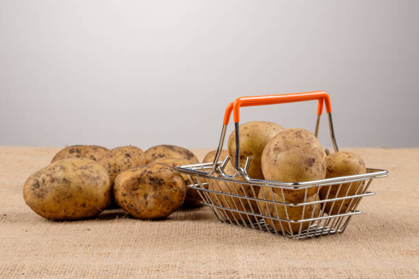 istock white potatoes not washed in a basket and on the table, the background is gray 1248081673