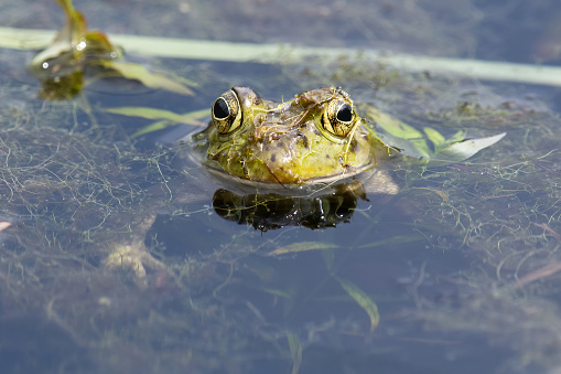 Portrait of a Bullfrog