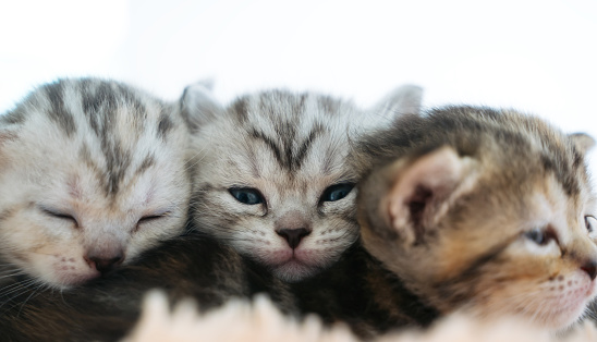 Portrait cute kitten cat family sibling