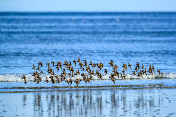 istock Vancouver Island British Columbia 1248088115