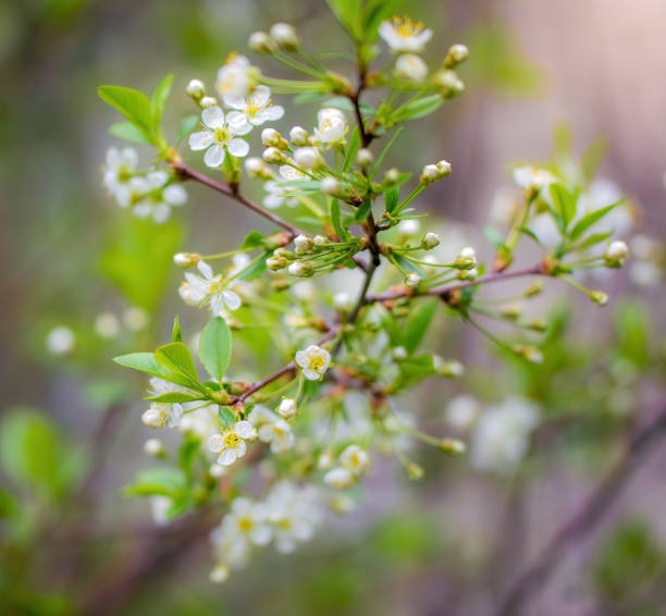 istock Branch of a tree with white flowers 1248088861