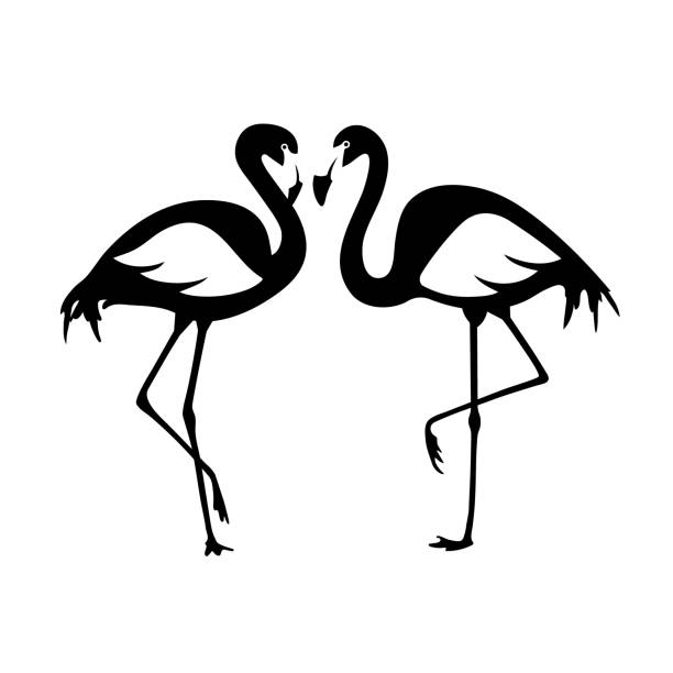 illustrations, cliparts, dessins animés et icônes de vector paire de flamants roses isolés. illustration en noir et blanc - flamingo bird isolated animal leg