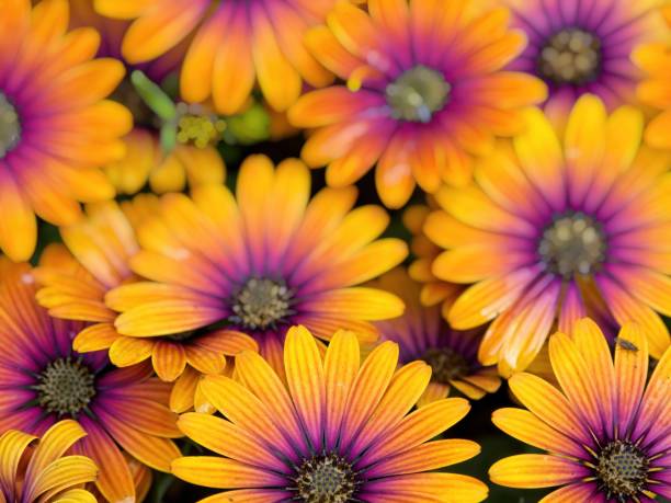 istock Rudbeckia Flowers 1248096594