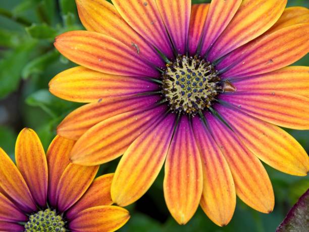 istock Rudbeckia Flowers 1248096611