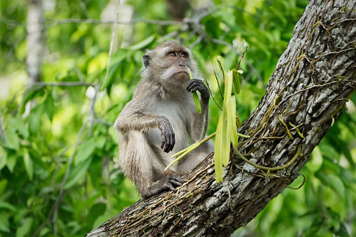 A wide-view shot of a small group of young monkeys relaxing in a forest on a bright day in Kerala, India. They are picking lice from eachother, they are high up sitting on a branch.