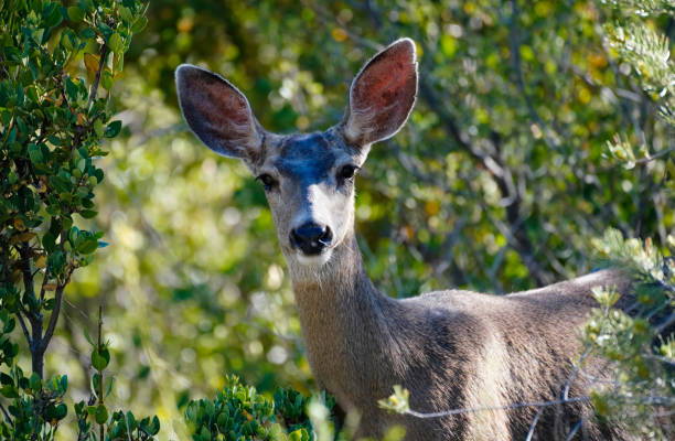istock Beautiful Doe in a High Desert Forest 1248113182
