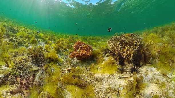 istock Coral reef and tropical fish. Panglao, Philippines 1248114059